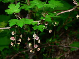 Image of prickly currant