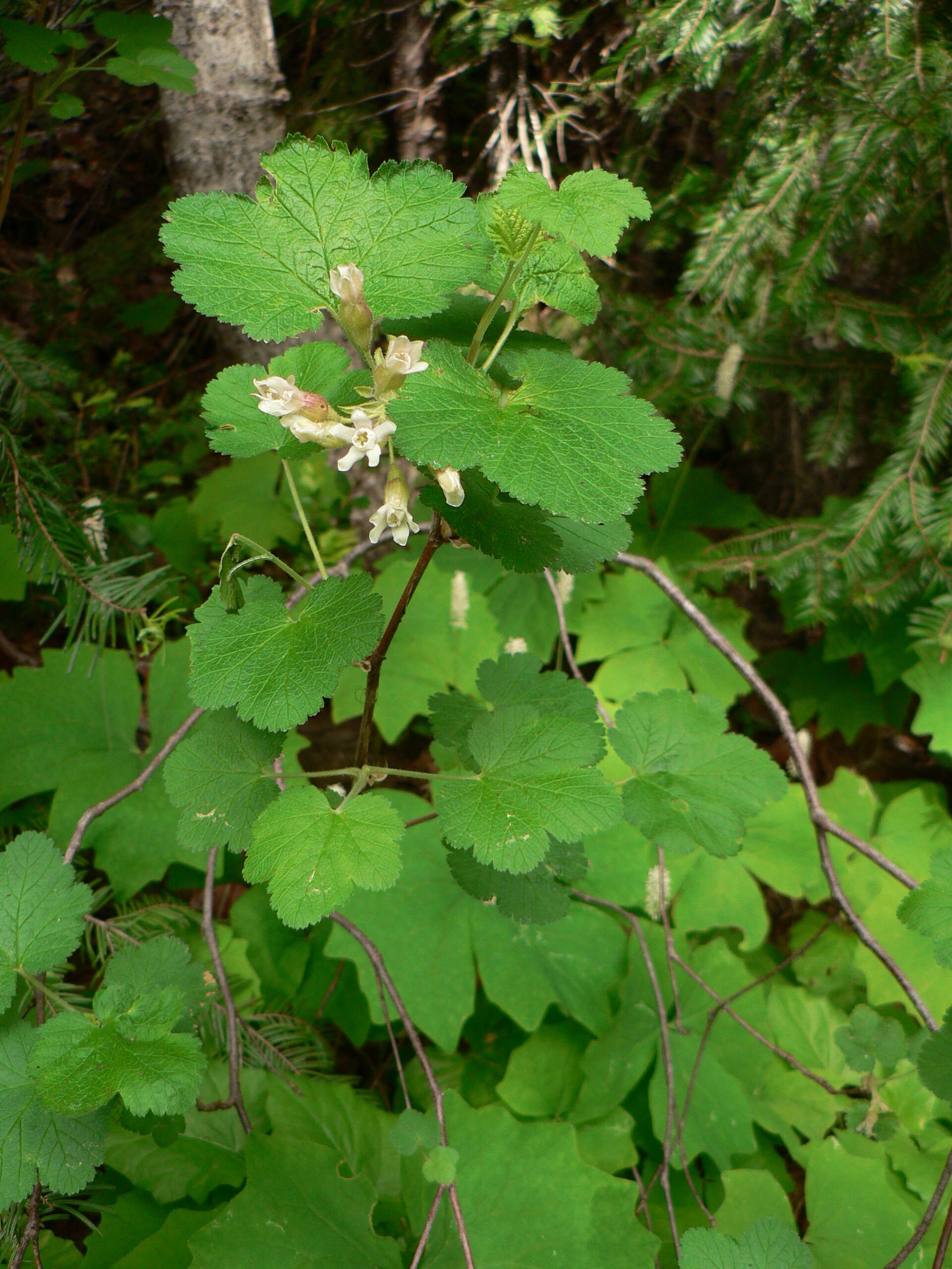 Image of sticky currant