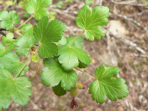 Image of sticky currant