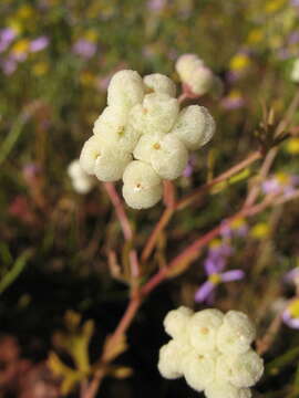 Image of Trachymene ornata (Endl.) Druce