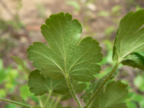 Image of sticky currant