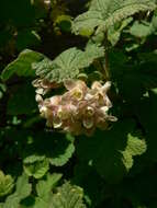 Image of sticky currant