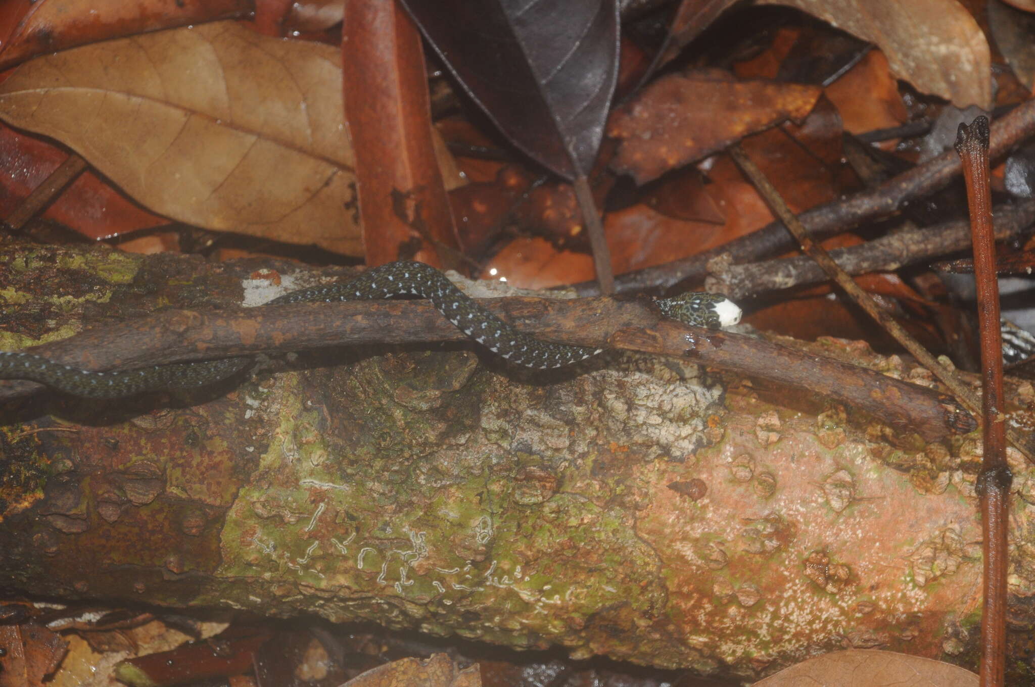 Image of Sabah Keelback