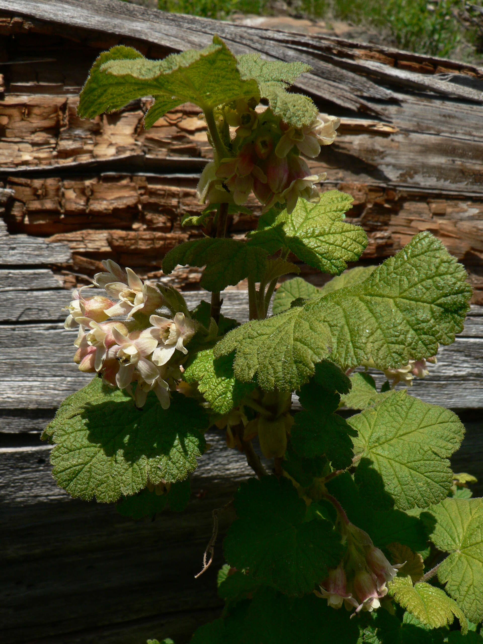 Image of sticky currant