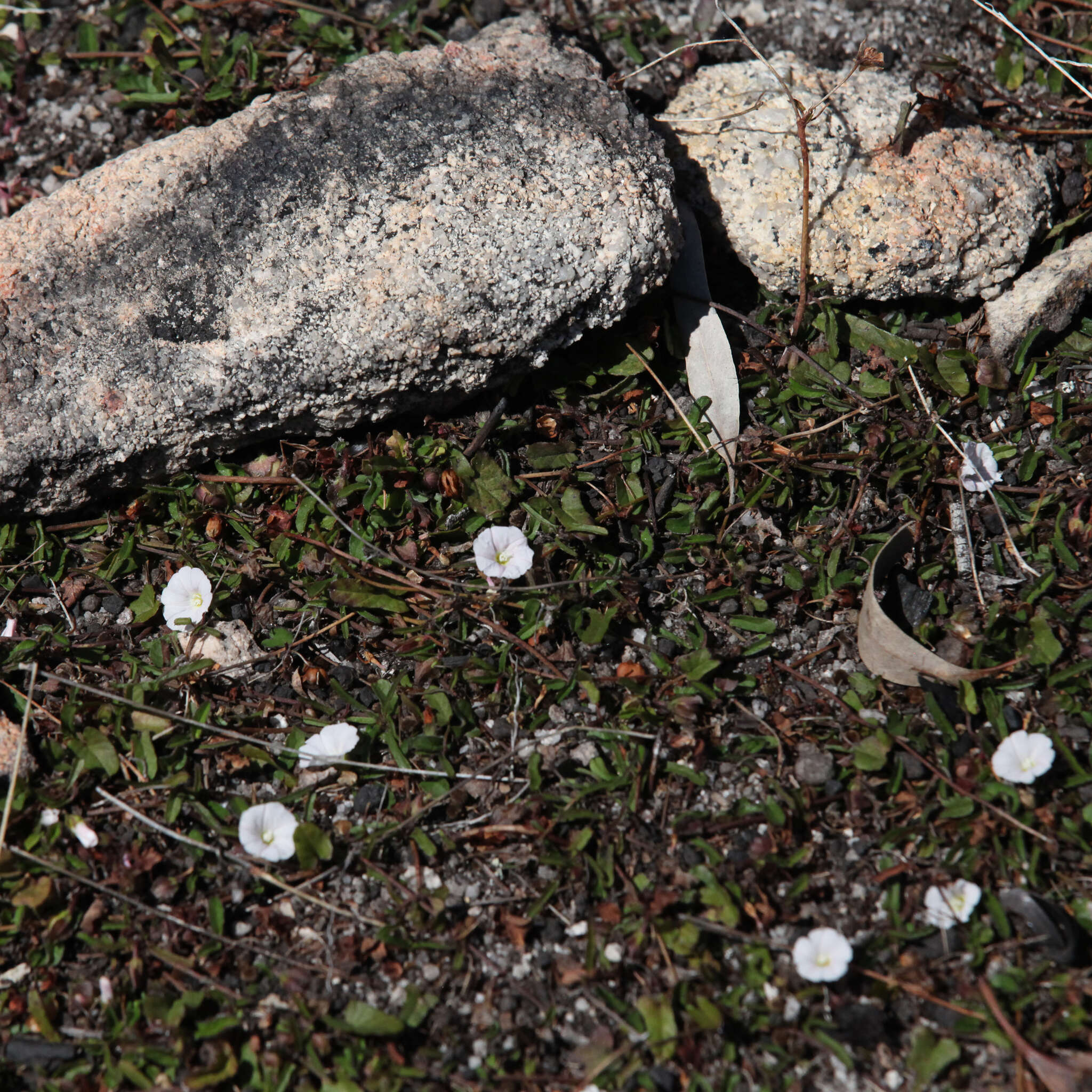 Image of Polymeria calycina R. Br.