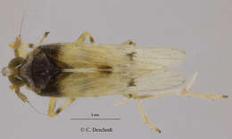 Image of South american planthopper