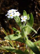 Image of Myosotis welwitschii Boiss. & Reuter