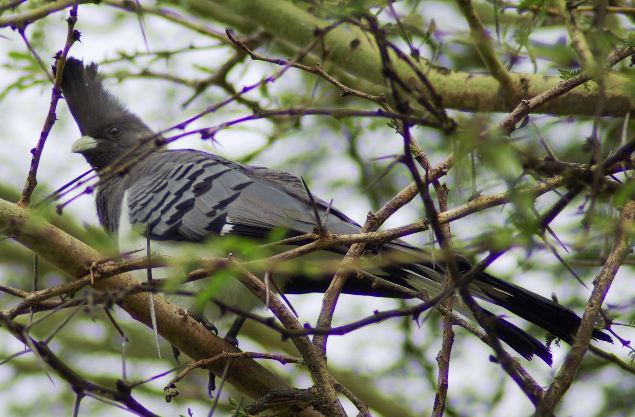 Image of White-bellied Go-away-bird