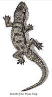 Image of Brook's House Gecko