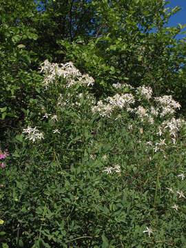 Imagem de Clematis lathyrifolia Bess. ex Reichb.