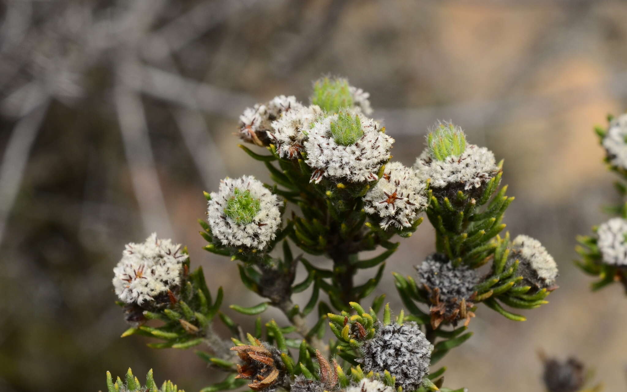 Image of Phylica vulgaris Pillans