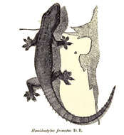 Hemidactylus frenatus Duméril & Bibron 1836 resmi