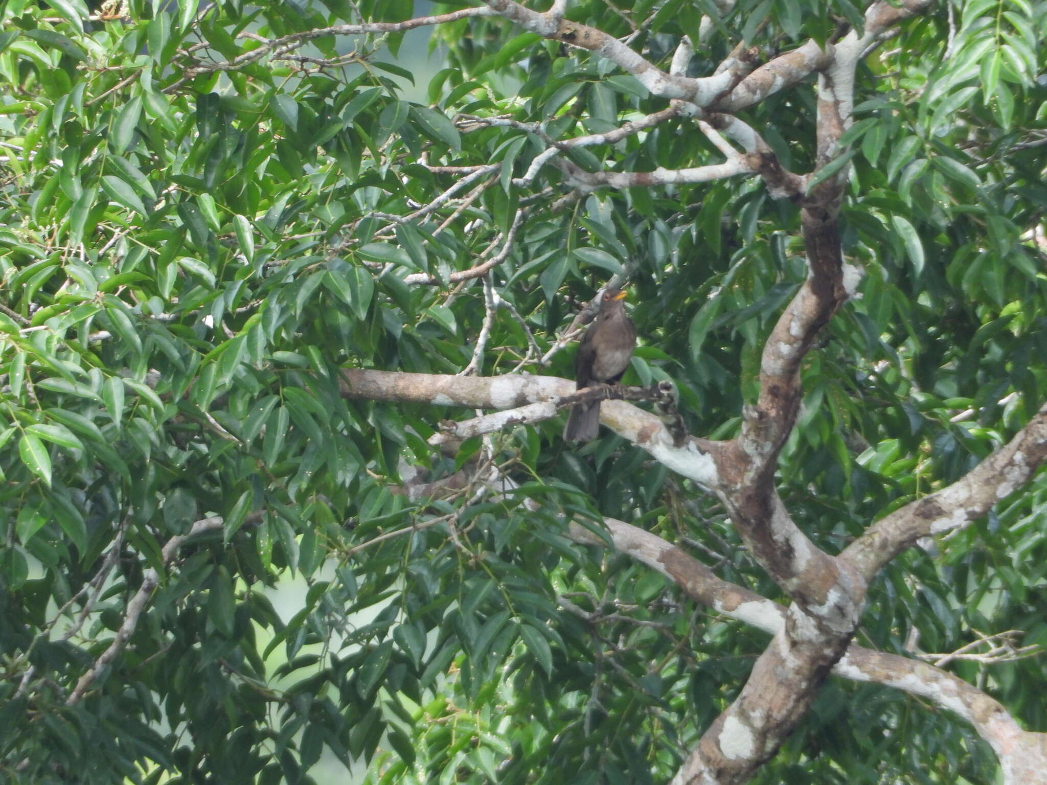 Image of Lawrence's Thrush