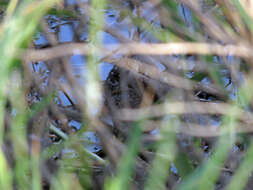 Image of Spotted Crake