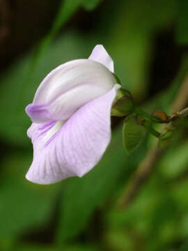 Image of flor de conchitas