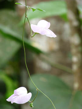 Image of flor de conchitas