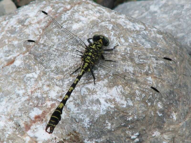 Imagem de Onychogomphus forcipatus (Linnaeus 1758)