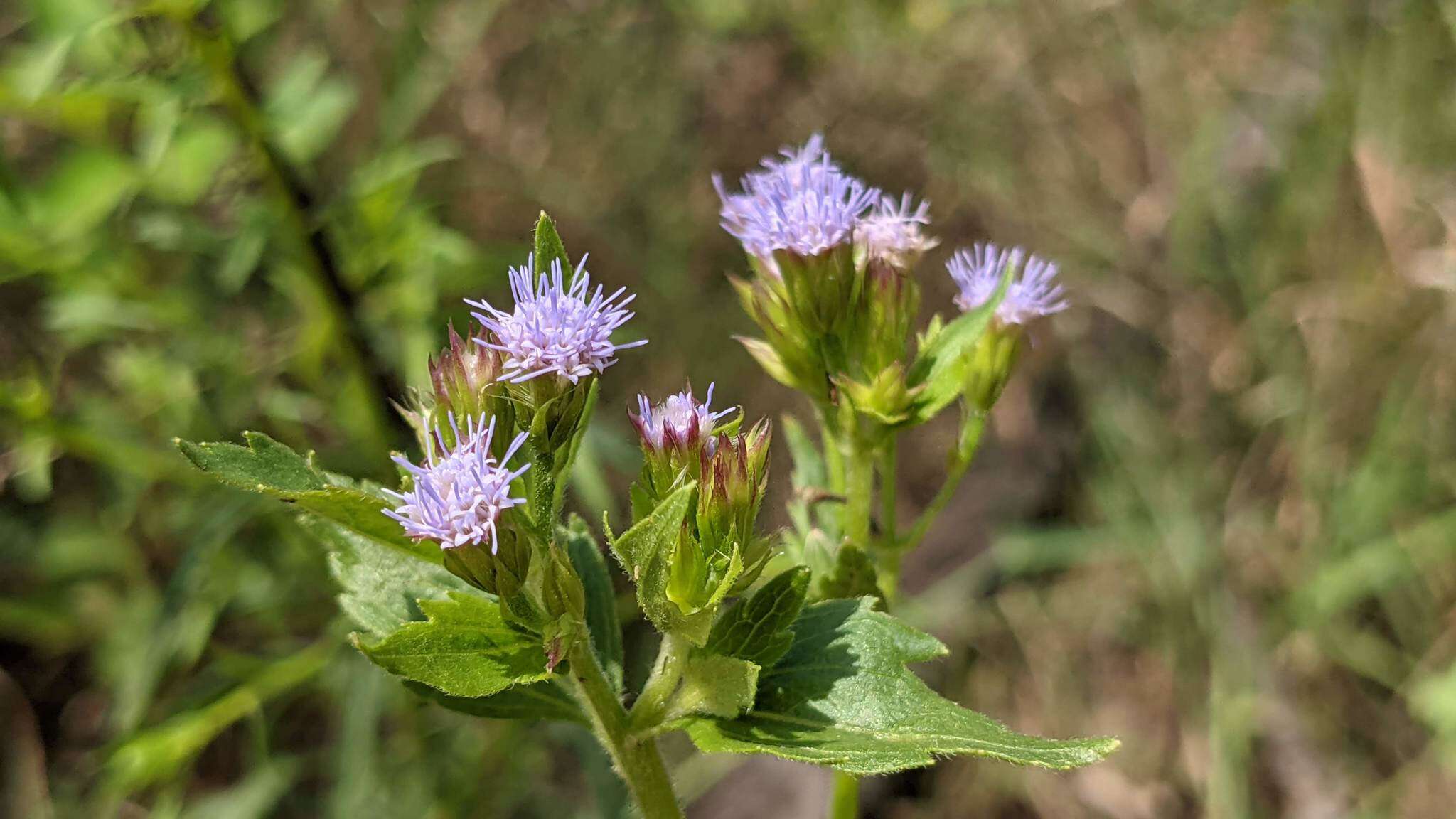 Image of Praxelis diffusa (Rich.) J. F. Pruski