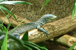 Image of Varanus macraei Böhme & Jacobs 2001