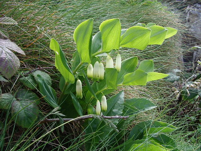 Image of Angular Solomon's Seal