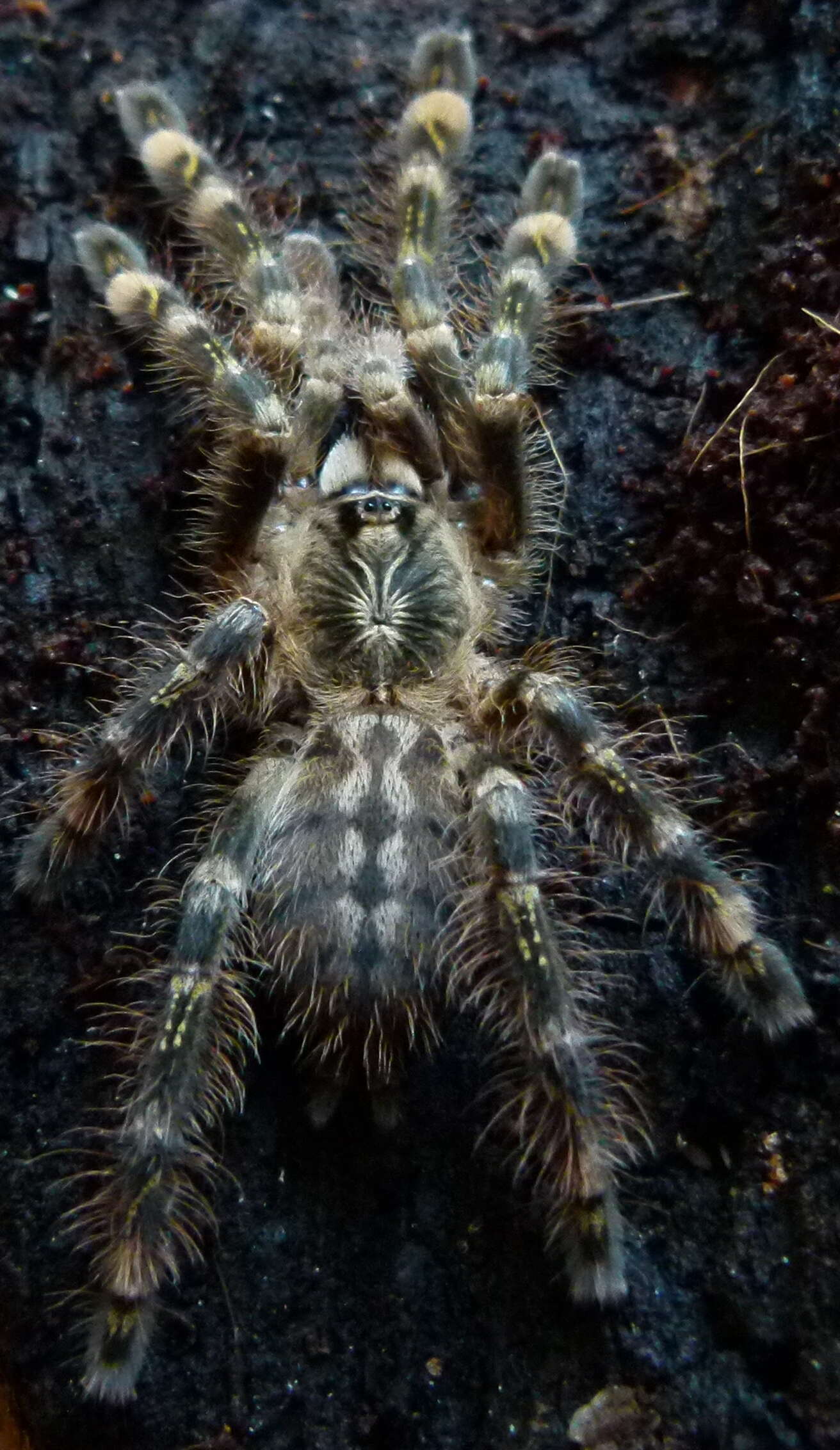 Image of Ivory Ornamental Tarantula