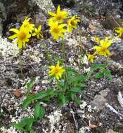 Image of Arnica griscomii Fern.