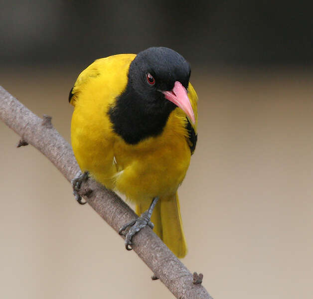 Image of Black-hooded Oriole