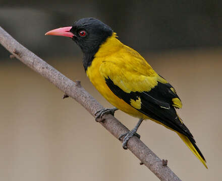 Image of Black-hooded Oriole