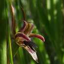Image of Summer leek orchid