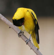 Image of Black-hooded Oriole