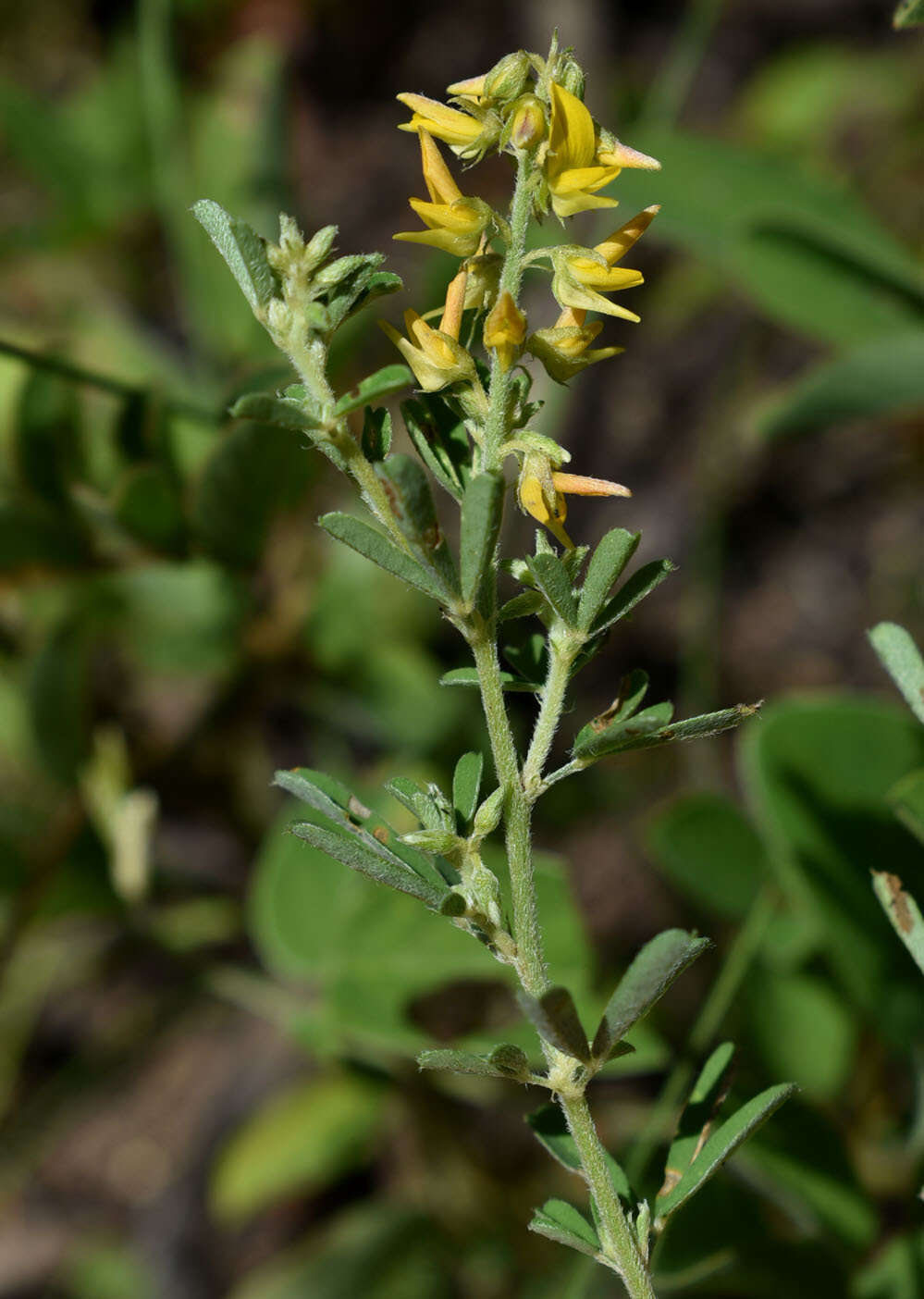 Imagem de Crotalaria medicaginea var. medicaginea