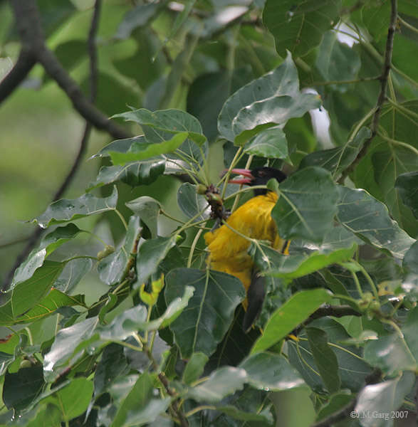 Image of Black-hooded Oriole