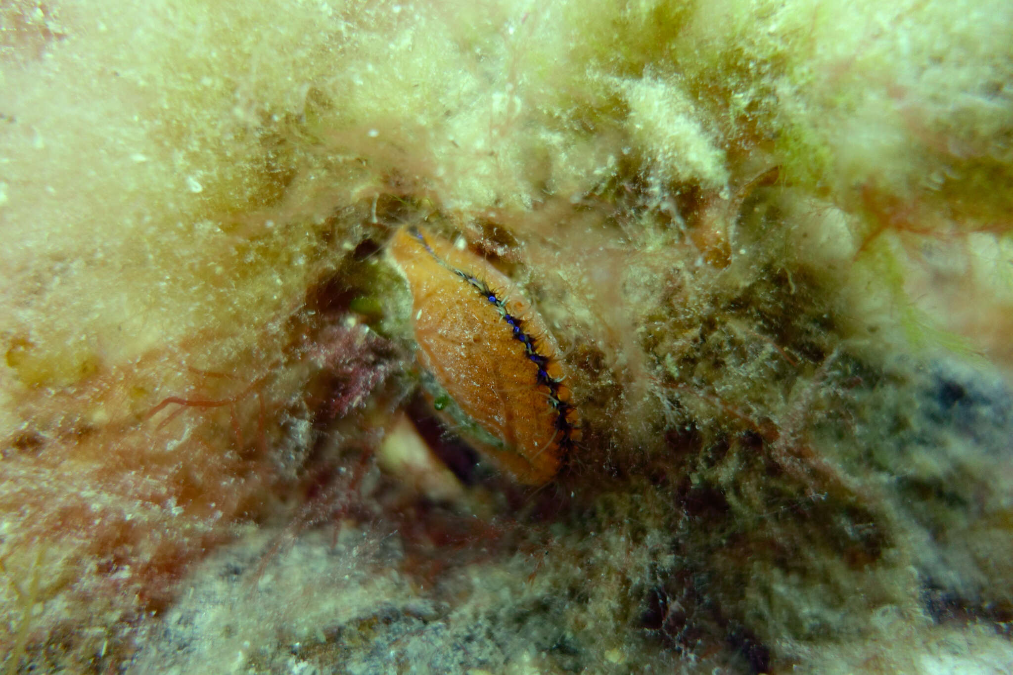 Image of austral scallop