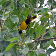 Image of Black-hooded Oriole