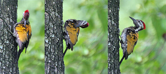 Image of Black-rumped Flameback