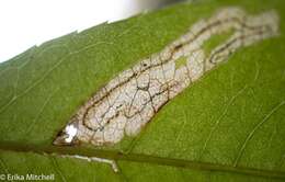 Sivun Stigmella slingerlandella (Kearfott 1908) Wilkinson et al. 1979 kuva