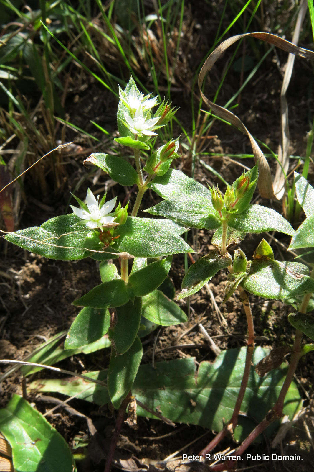 Image of Crassula pellucida subsp. alsinoides (Hook. fil.) Tölken