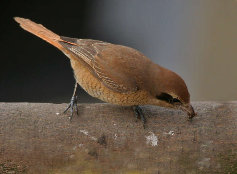 Image of Brown Shrike