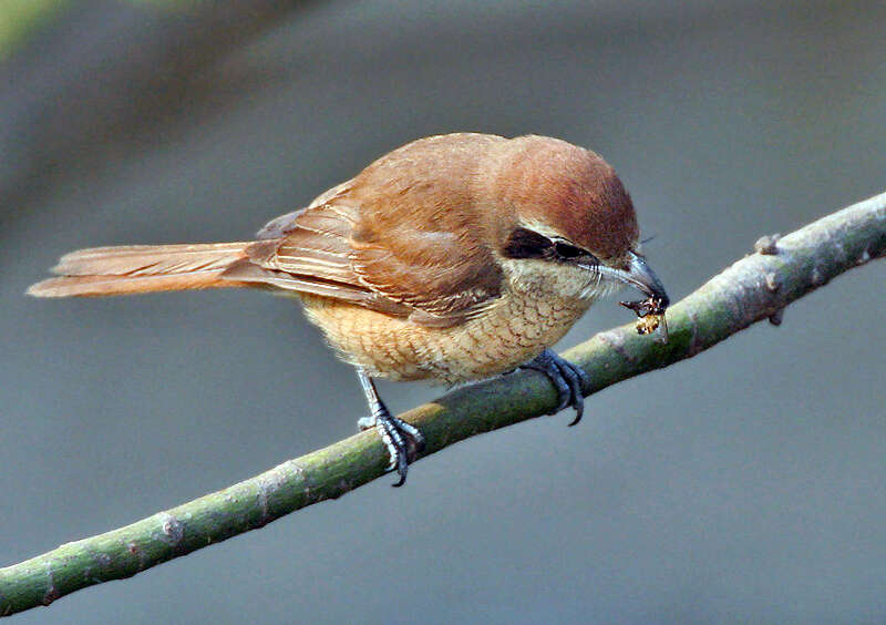 Image of Brown Shrike