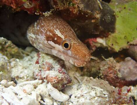 Image of Bar-tail moray