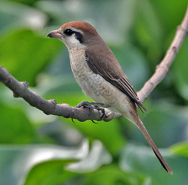 Image of true shrikes