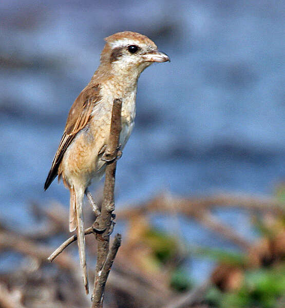 Image of Brown Shrike