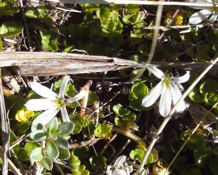 Imagem de Lobelia angulata G. Forst.