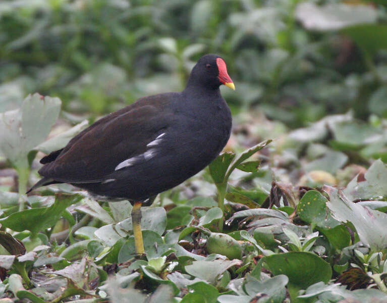 Image of Common Moorhen