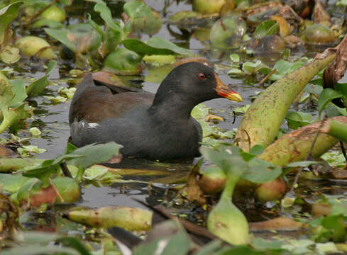 Image of Common Moorhen