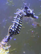 Image of Lined Seahorse