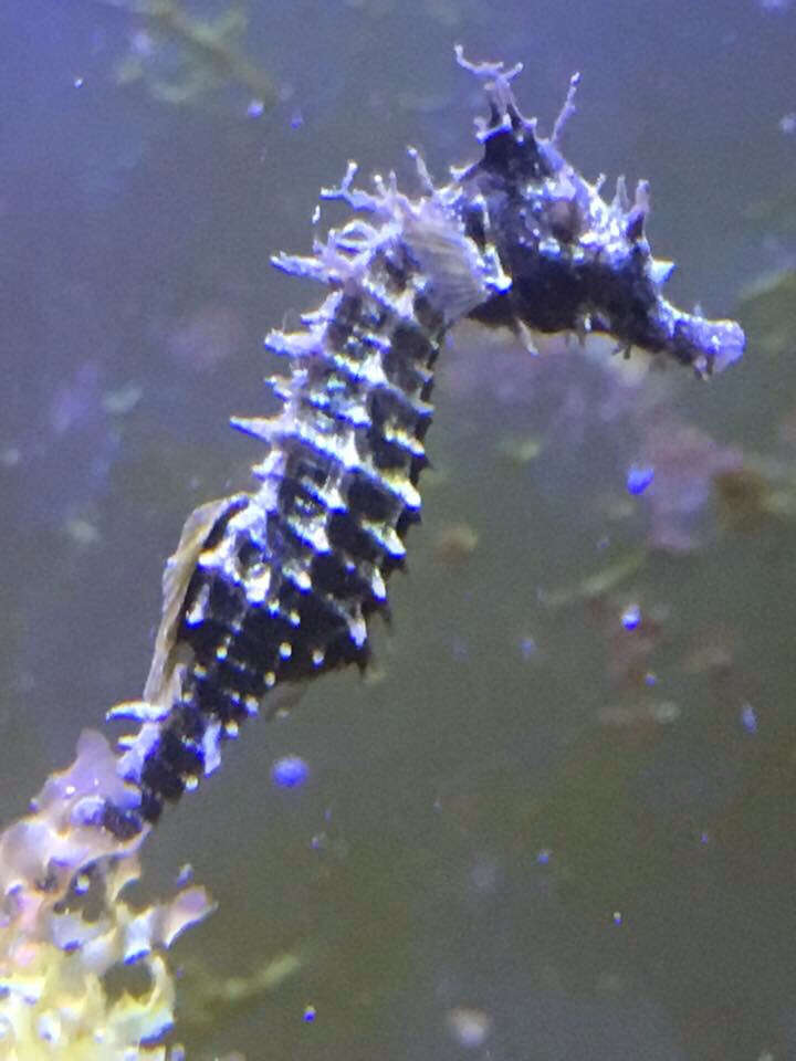 Image of Lined Seahorse