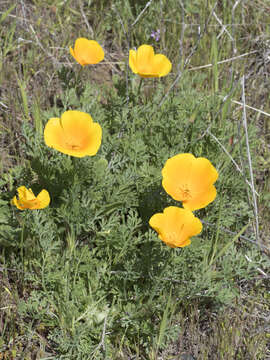 Image of California poppy