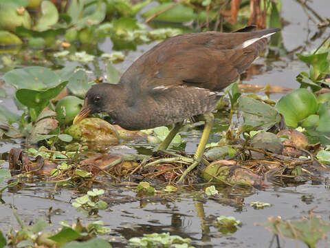 Image of Common Moorhen