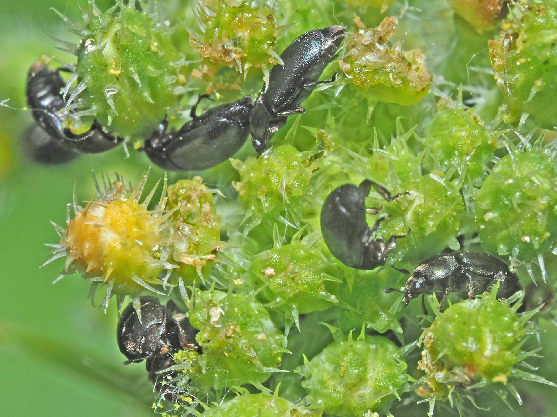 Image of Brassicogethes
